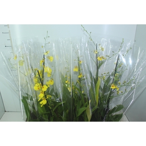 ONCIDIUM ALOHA P15