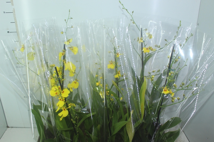<h4>ONCIDIUM ALOHA P15</h4>