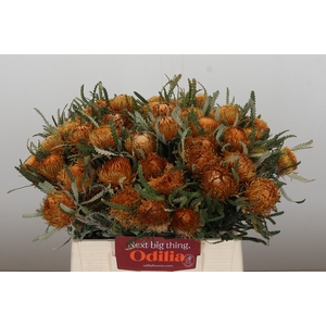 Banksia Dryandra