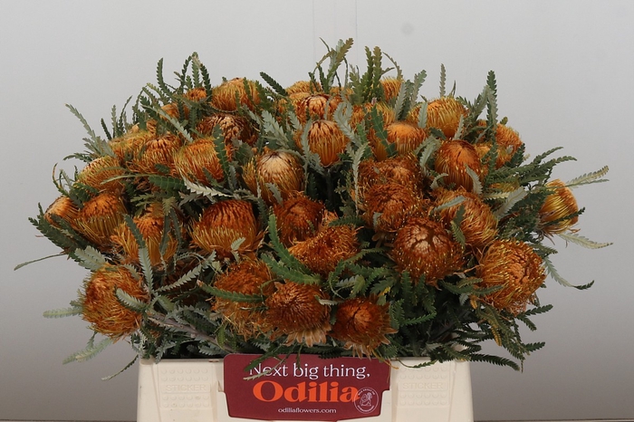 Banksia Dryandra