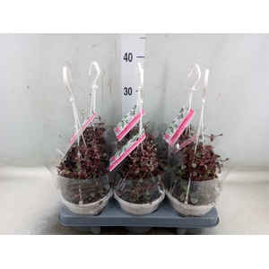 Ceropegia woodii ssp. woodii