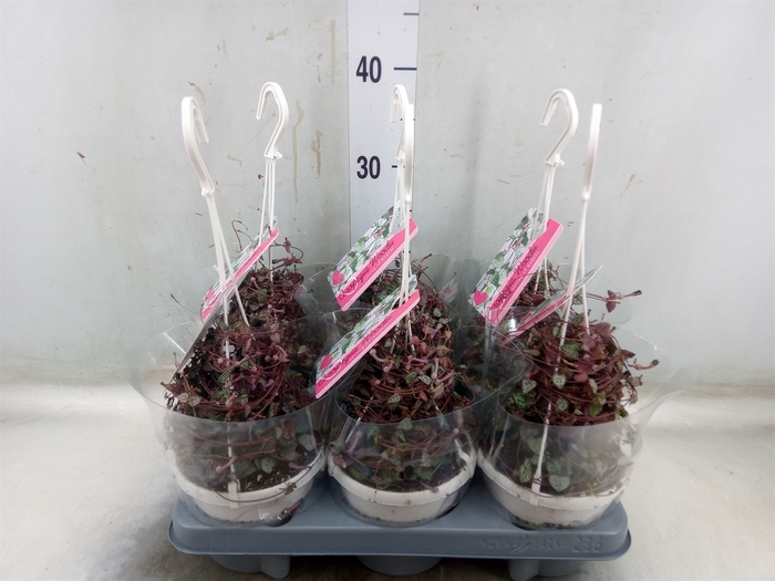 <h4>Ceropegia woodii ssp. woodii</h4>