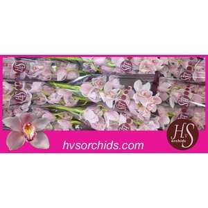 CYMB T DELMONTE 60 CM