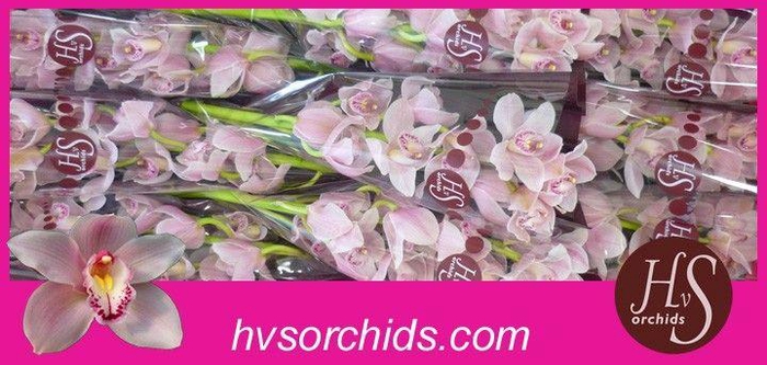 <h4>CYMB T DELMONTE 60 CM</h4>