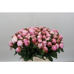 Paeonia Sarah Bernhardt