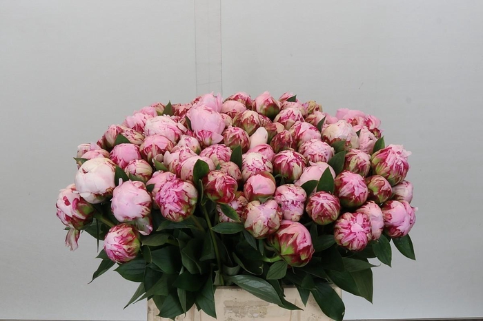 <h4>Paeonia Sarah Bernhardt</h4>