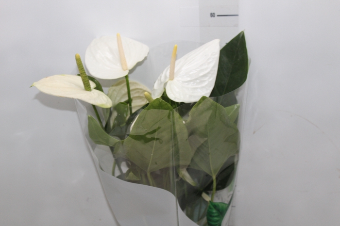 <h4>ANTHURIUM ALASKA P17</h4>