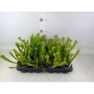 Sarracenia   ...