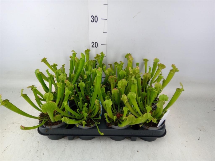 <h4>Sarracenia   ...</h4>