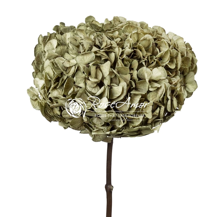 <h4>Hydrangea Xl Gre06</h4>