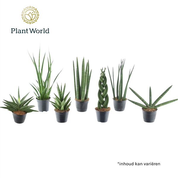 <h4>Sansevieria mix Kalahari P10,5</h4>