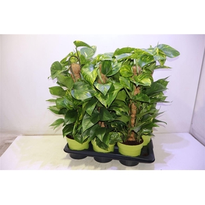 Epipr Mosstok