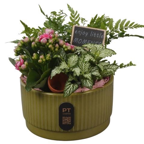 <h4>PTIB5110 Arrangementen kamerplanten</h4>