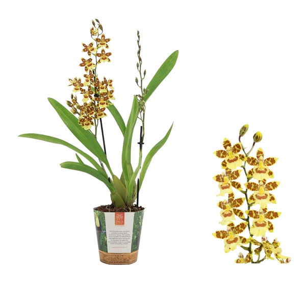 <h4>Inca Cambria Pacific Sunset 2 spike in Jungle cover</h4>