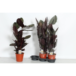 CALAT SANDERIANA