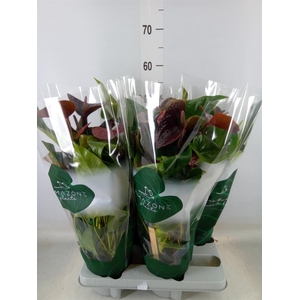 Anthurium andr. 'Essencia'