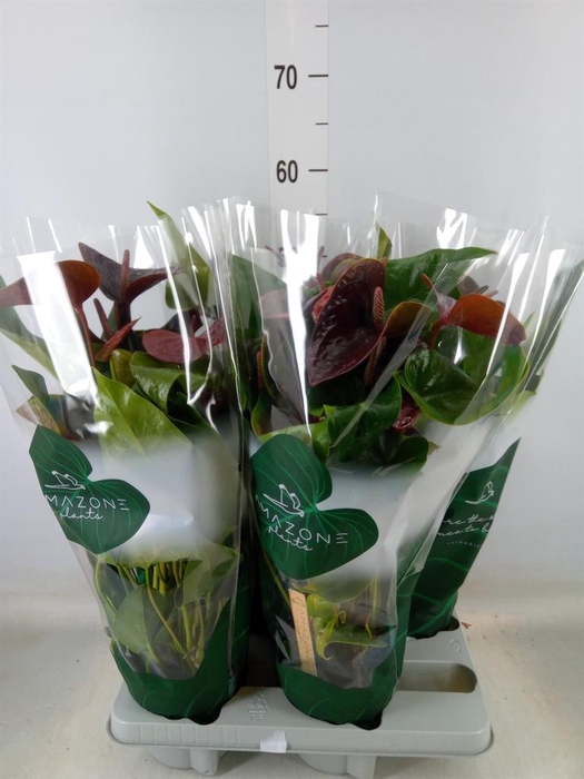 <h4>Anthurium andr. 'Essencia'</h4>