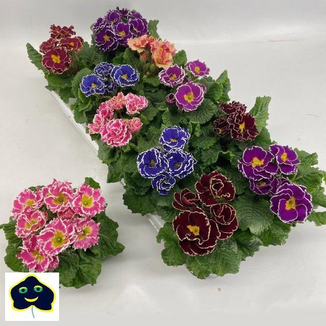 <h4>PRIM AC GEM</h4>