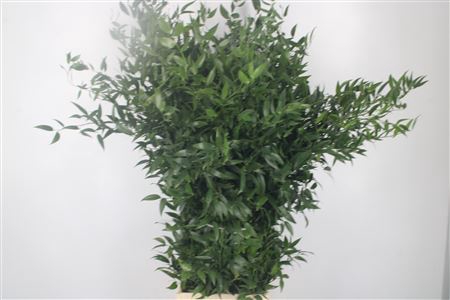 <h4>Ruscus It. 4 Stem Per Bunch</h4>