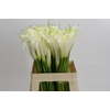 Zantedeschia Eydolls White