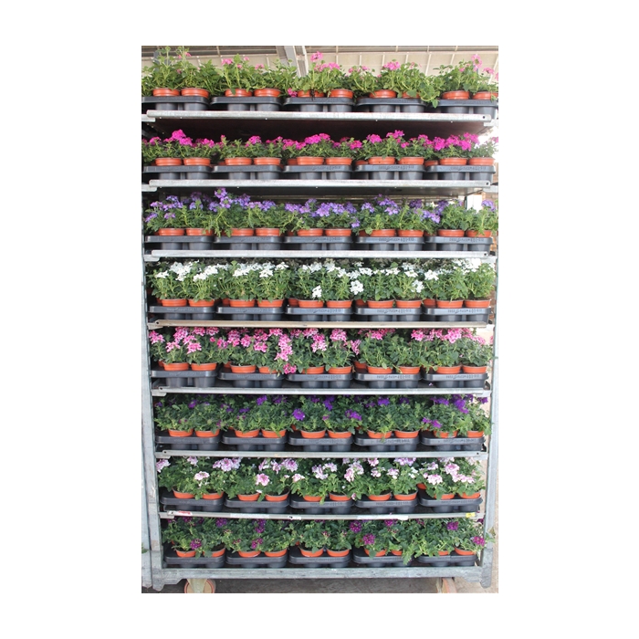 <h4>Verbena Mix 4 kleuren</h4>