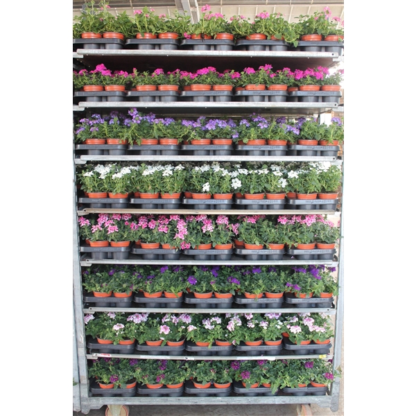 Verbena Mix 3 kleuren