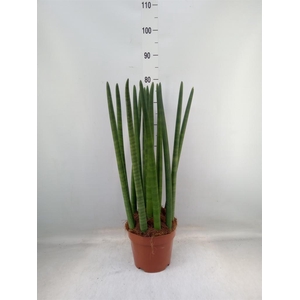 Sansevieria cyl.  ...