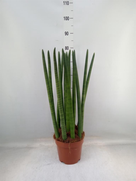 <h4>Sansevieria cyl.  ...</h4>