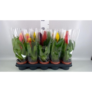 Vriesea   ...mix 6