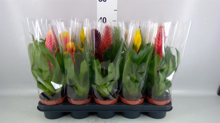 <h4>Vriesea   ...mix 6</h4>