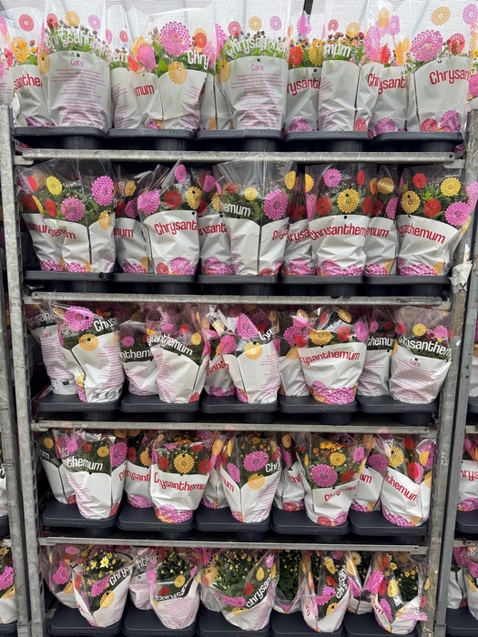 <h4>CHRYS GARDEN MUMS GM</h4>