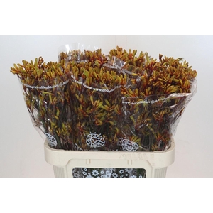 ANIGOZANTHOS  'GOLD FEVER'