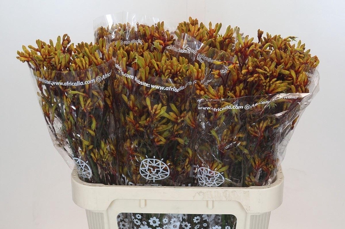 <h4>ANIGOZANTHOS  'GOLD FEVER'</h4>