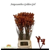 Anigoz Golden Girl