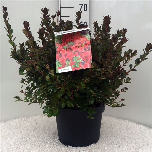 <h4>Rhodo. (AJ) 'Stewartstonian' red/orange</h4>