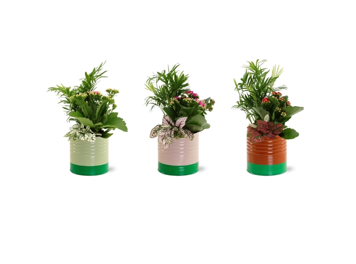 <h4>Collectie "Natural Bubble" Arrangement in Nola Zink</h4>