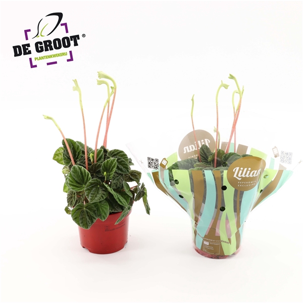 <h4>Peperomia Lilian</h4>