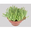 CACTUS STAPELIA ORBEA VARIEGATA C18