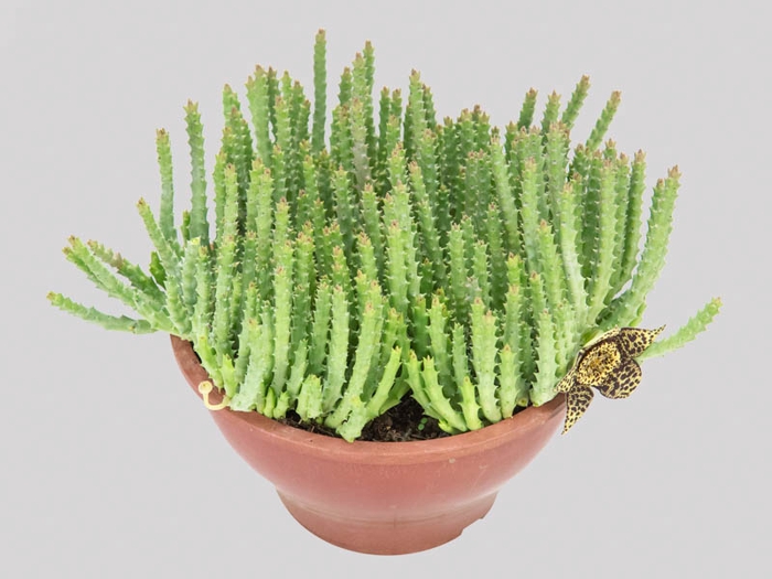 CACTUS STAPELIA ORBEA VARIEGATA C18