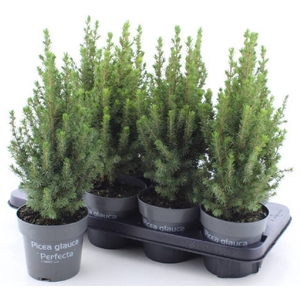 PICEA GL PERFECTA