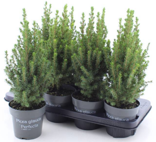 <h4>PICEA GL PERFECTA</h4>