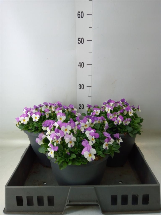 <h4>Viola corn. 'Evo Mini Pink Wing'</h4>