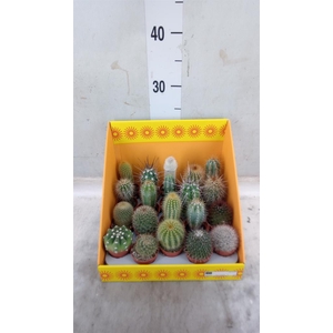 Cactus   ...mix 18