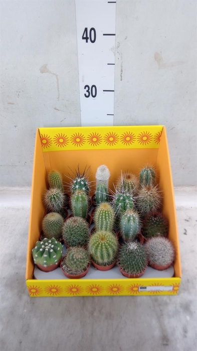 <h4>Cactus   ...mix 18</h4>