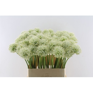 Allium Mount Everest