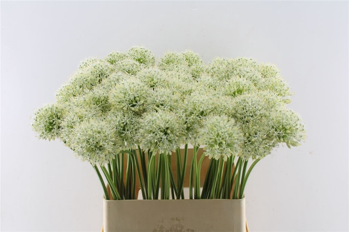 <h4>Allium Mount Everest</h4>