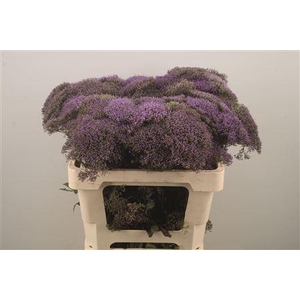 Trach Celeste Light Blue