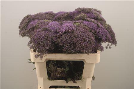 <h4>Trach Celeste Light Blue</h4>