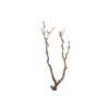 Syringa Branch Extra Landowski