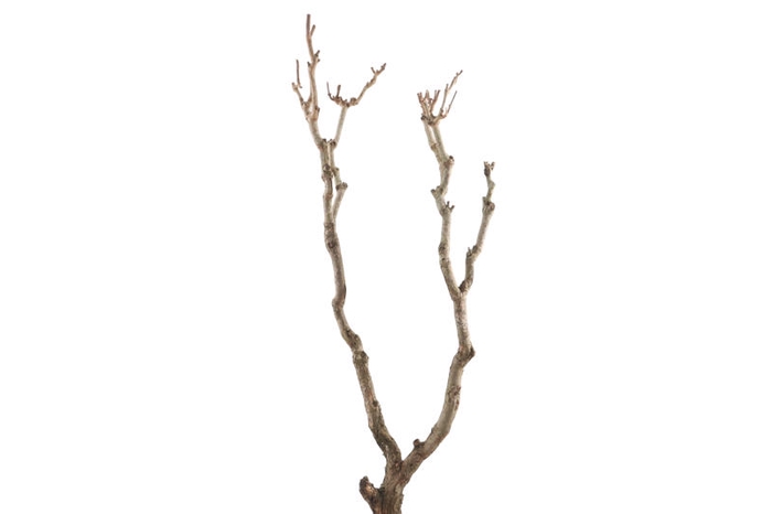 Syringa Branch Extra Landowski